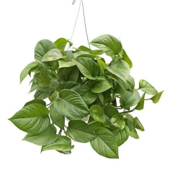 Emerald Green Pothos Plants 115-Orlando Nursery
