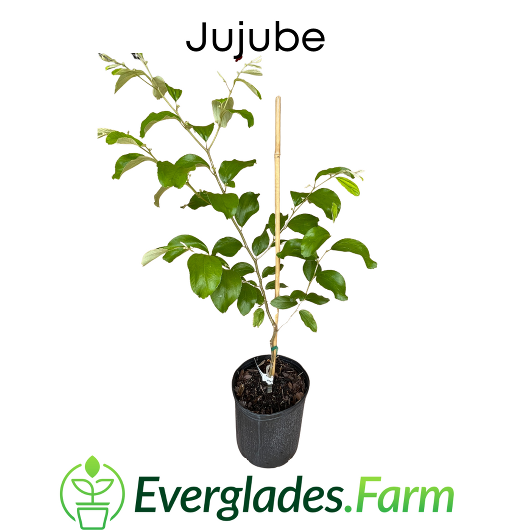 Jujube Tree Grafted, 3 Feet Tall for Sale from Florida