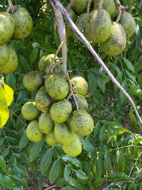 June Plum Dwarf Tree, fast growing, for sale from Florida