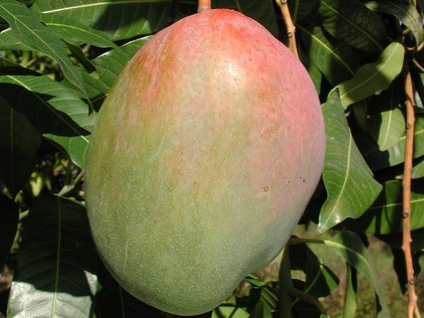 Keitt Mango Everglades Farm