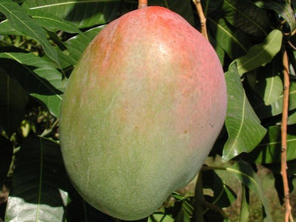 Keitt Mango Tree Grafted Fruit Trees 100-Carlos Tropical Fruits