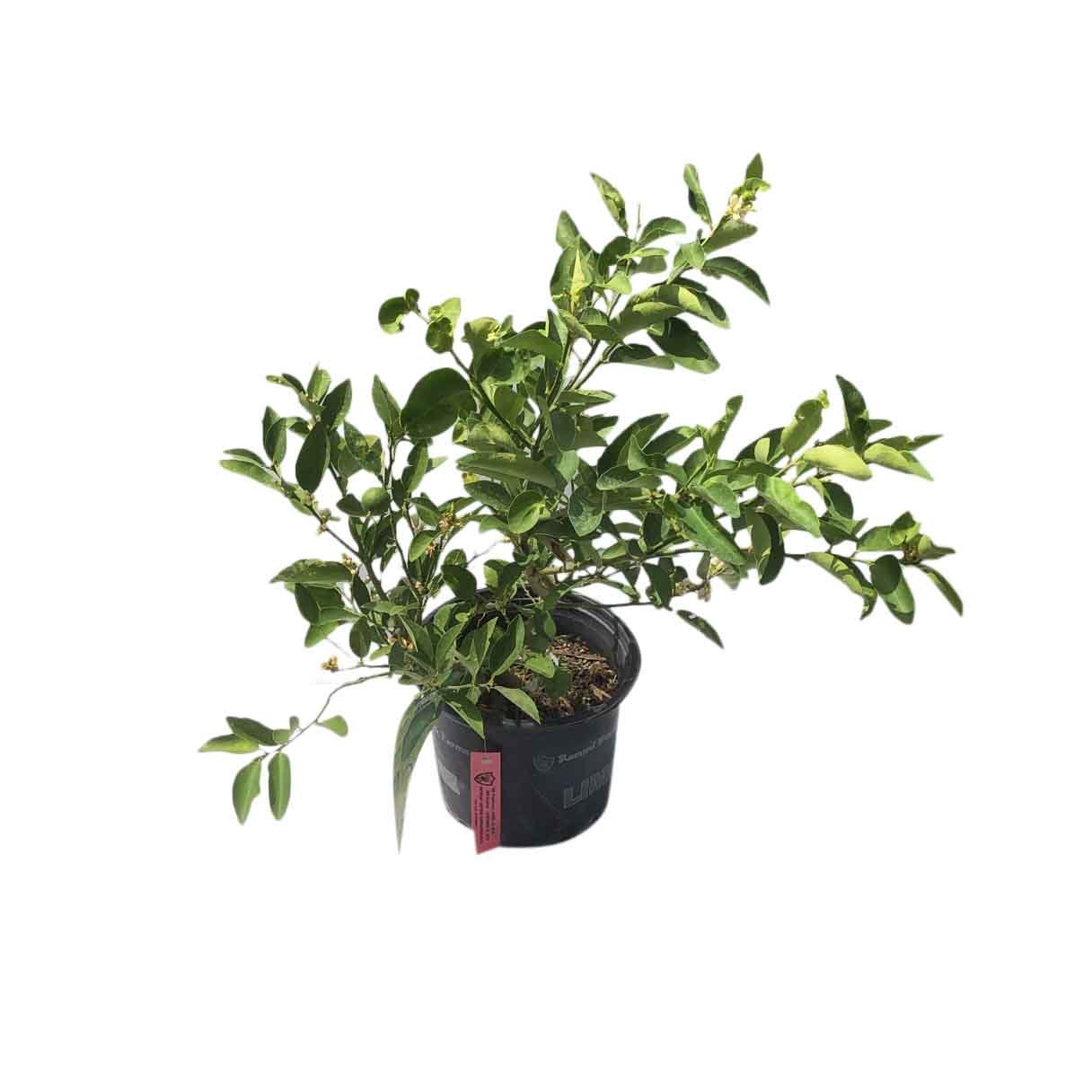 Key Lime Tree for Sale 1 Gal Container from Florida