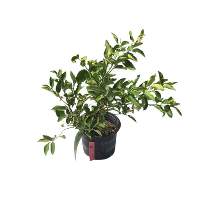 Key Lime Tree for Sale 1 Gal Container from Florida