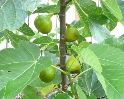 Lattarula Fig Tree