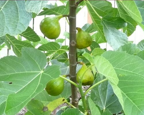 Lattarula Fig Tree 118-Agri-Starts Inc