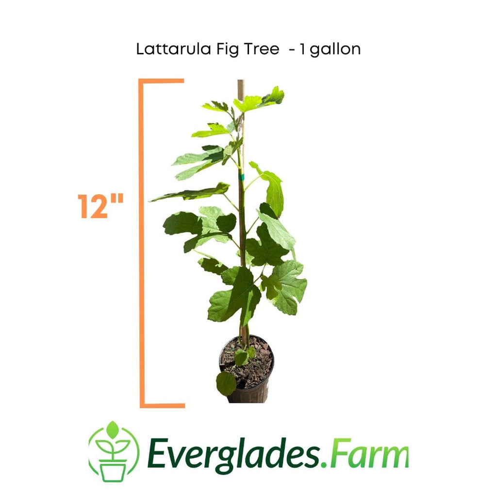 Lattarula Fig Tree 118-Agri-Starts Inc