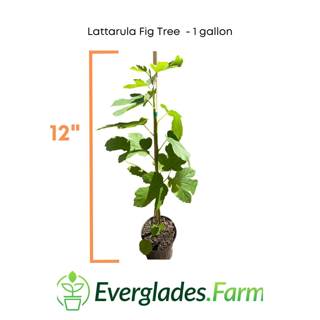 Lattarula Fig Tree 118-Agri-Starts Inc