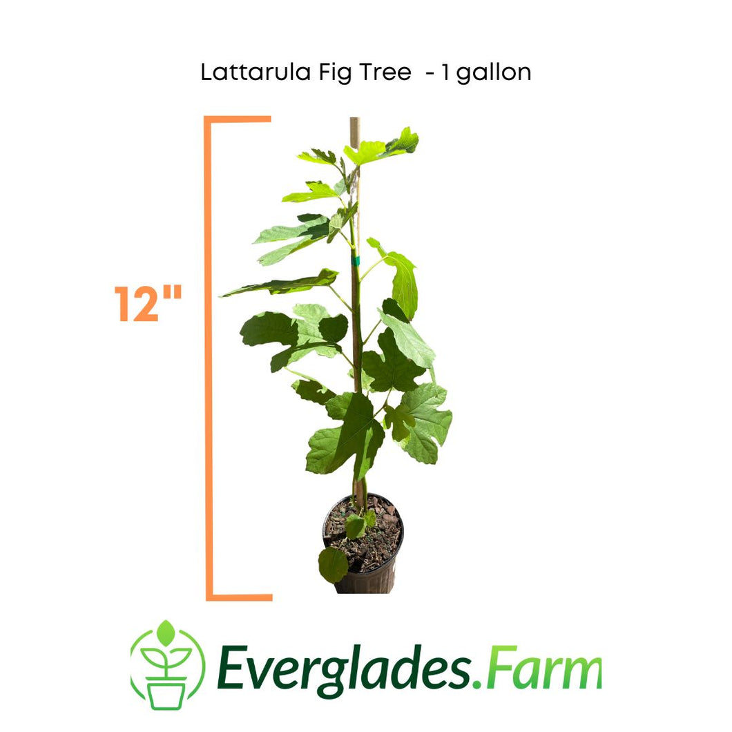 Lattarula Fig Tree, 1 foot & 1 gal