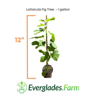 Lattarula Fig Tree, 1 foot & 1 gal