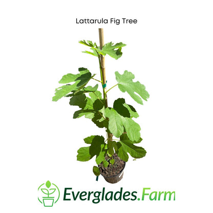 Lattarula Fig Tree