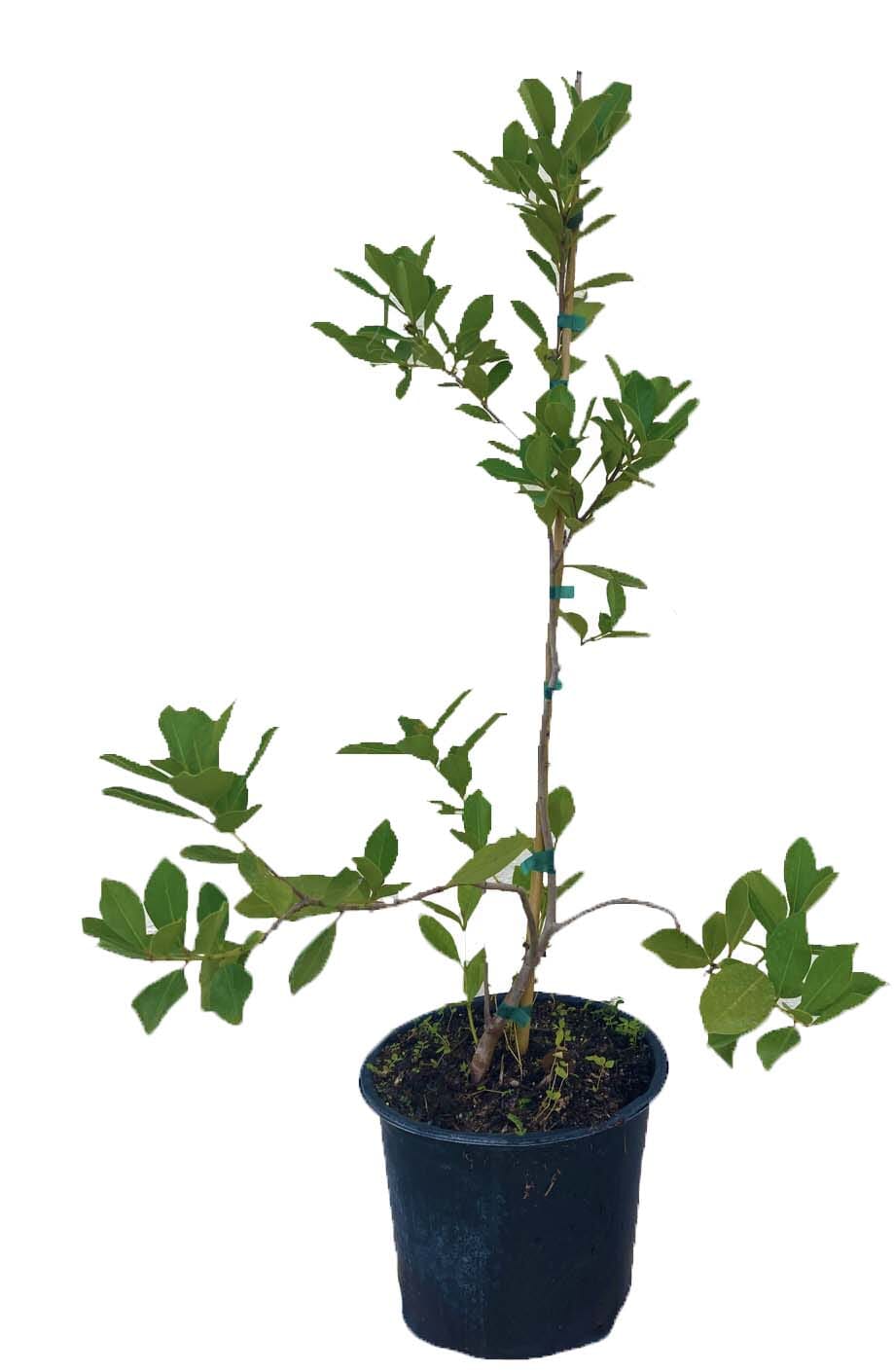 Lemon Catley Guava Tree Fruit Trees 102-Zill High Performance Plants