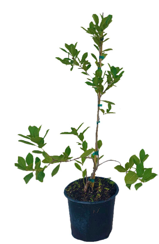 Lemon Catley Guava Tree