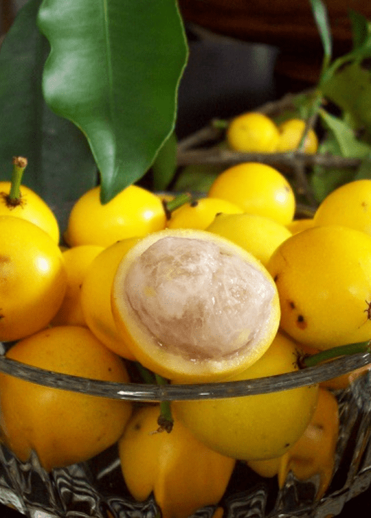 Mangosteen Lemon Sour, Yellow Tree 103-Pine Island Nursery 