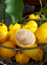Load image into Gallery viewer, Mangosteen Lemon Sour, Yellow Tree 2 feet tall, for Sale from Florida
