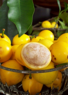 Mangosteen Lemon Sour, Yellow Tree 2 feet tall, for Sale from Florida