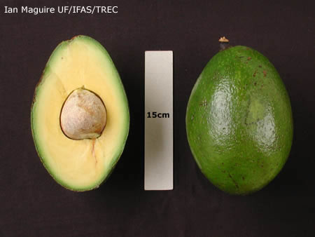 Loretta Avocado Tree, Grafted