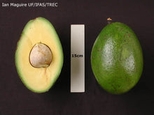 Load image into Gallery viewer, Loretta Avocado Tree, Grafted, 3 feet tall, For Sale from Florida
