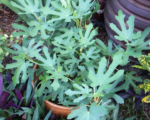 Magnolia Fig Tree 118-Agri-Starts Inc