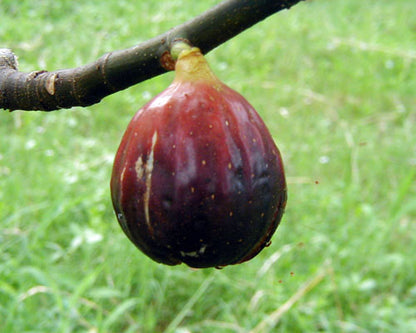 Magnolia Fig Tree