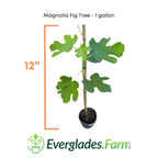 Magnolia Fig Tree 118-Agri-Starts Inc 24-30 inches & 1-gal