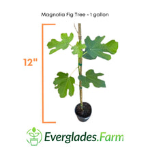 Load image into Gallery viewer, Magnolia Fig Tree, For Sale from Florida
