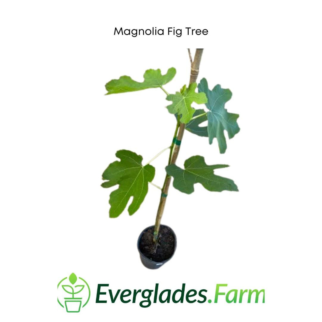 Magnolia Fig Tree 118-Agri-Starts Inc 2-3 feet & 3-gal
