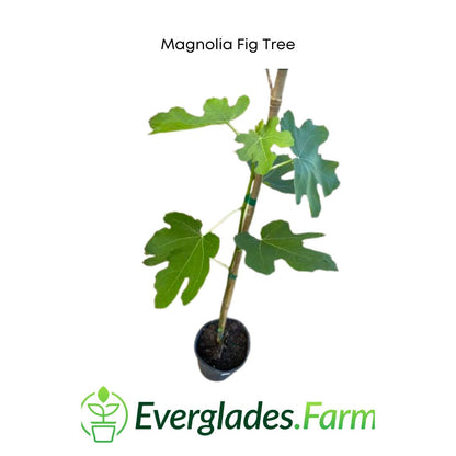 Magnolia Fig Tree