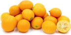 Meiwa Kumquat Dwarf Citrus Tree Grafted 113-Brite Leaf Citrus Nursery