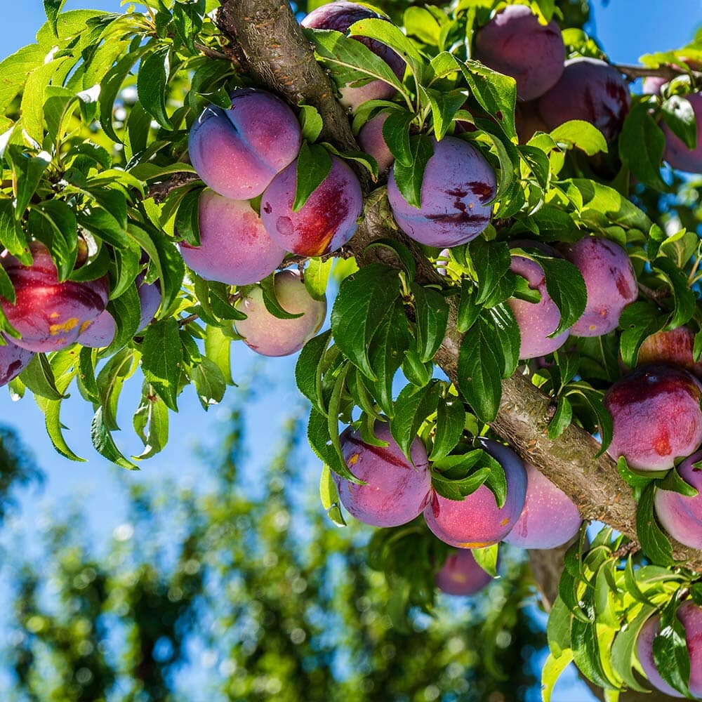 Methley Plum Tree 103-Pine Island Nursery