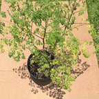 Moringa Tree for sale from Florida 