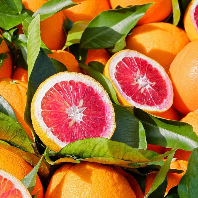 Moro Blood Orange Dwarf Tree Grafted 123-Holmberg Farms, Inc. 