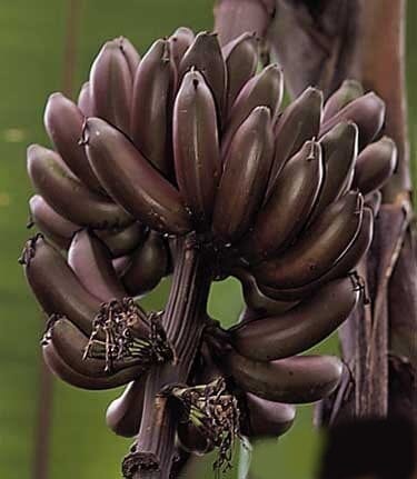 Red Dwarf Banana Tree Fruit Trees Everglades Farm