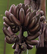 Load image into Gallery viewer, Red Dwarf Banana Tree from Florida for sale
