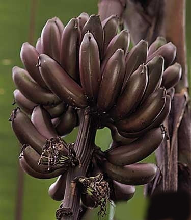 Red Dwarf Banana Tree from Florida for sale