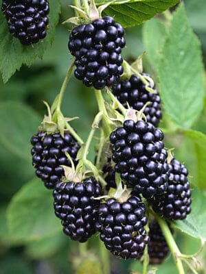 Natchez Thornless Blackberry Plant 103-Pine Island Nursery 