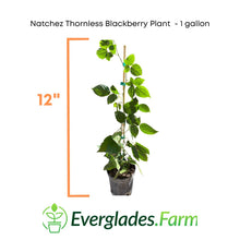 Load image into Gallery viewer, Natchez Thornless Blackberry Plant, for sale from Florida
