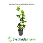 Natchez Thornless Blackberry Plant 103-Pine Island Nursery