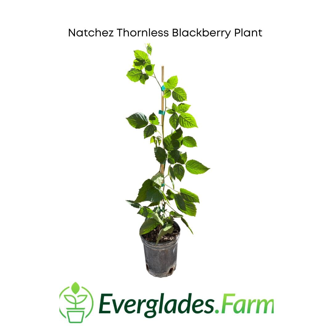 Natchez Thornless Blackberry Plant 103-Pine Island Nursery