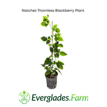 Load image into Gallery viewer, Natchez Thornless Blackberry Plant
