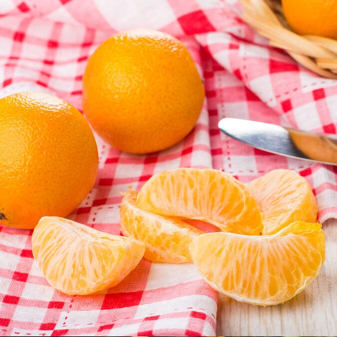 Valencia Orange Tree Grafted, 3-4 Feet tall & 3 Gallon 123-Holmberg Farms, Inc. 