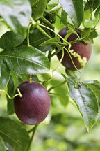 Purple Passion Fruit Vine Maracuya Morado Fruit Trees 118-Agri-Starts Inc