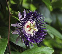 Load image into Gallery viewer, Passion Fruit Vine Red Variety, Maracuya
