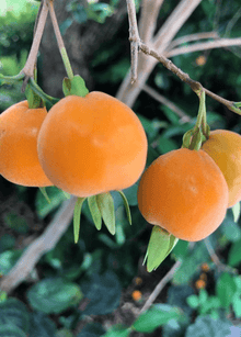 Pitomba [Eugenia luschnathiana] Tree 103-Pine Island Nursery