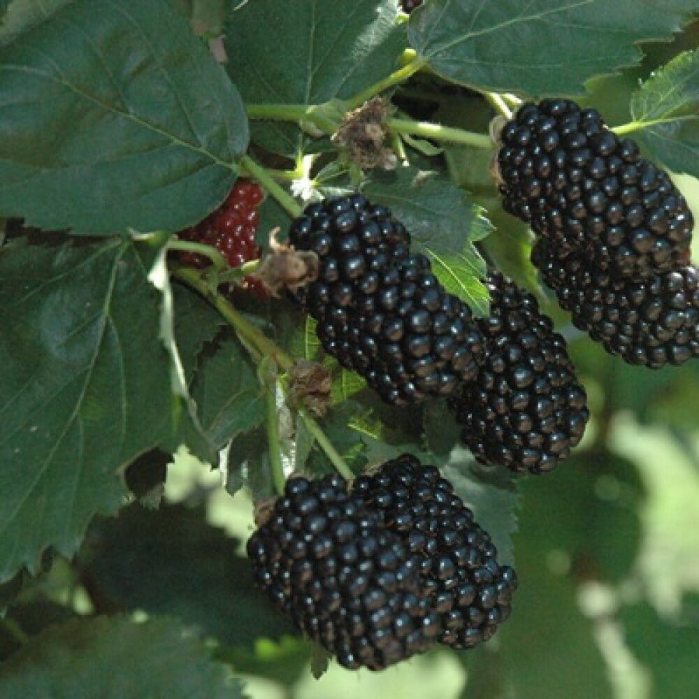 Prime-Ark® 45 Blackberry Plant 118-Agri-Starts Inc