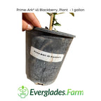 Prime-Ark® 45 Blackberry Plant 118-Agri-Starts Inc