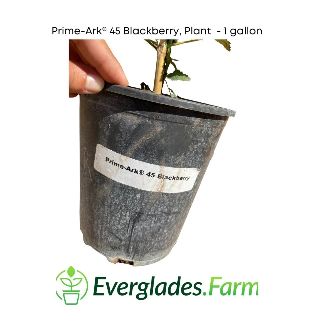 Prime-Ark® 45 Blackberry Plant 118-Agri-Starts Inc