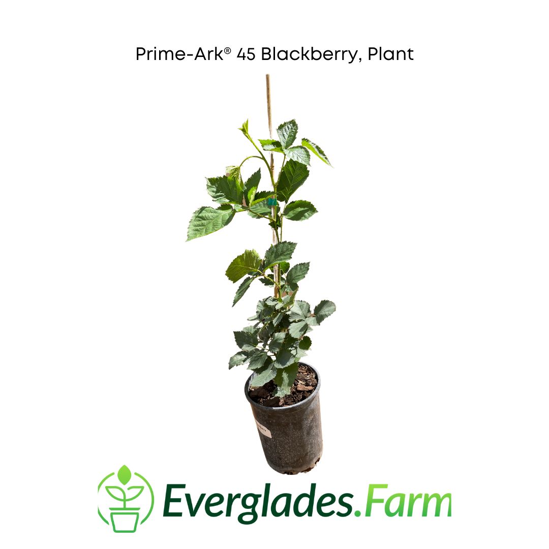 Prime-Ark® 45 Blackberry Plant