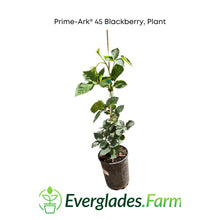 Load image into Gallery viewer, Prime-Ark® 45 Blackberry, Plant, 1-2 feet &amp; 1 gal
