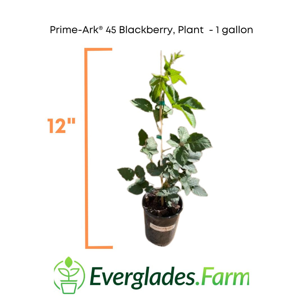 Prime-Ark® 45 Blackberry, Plant, 1-2 feet & 1 gal