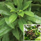 Allspice Pimienta de Jamaica Tree 103-Pine Island Nursery